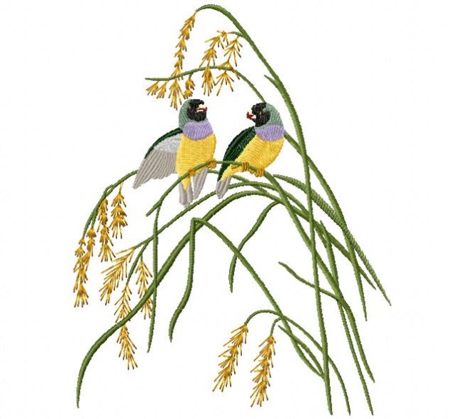 RMG418 Painted Finch