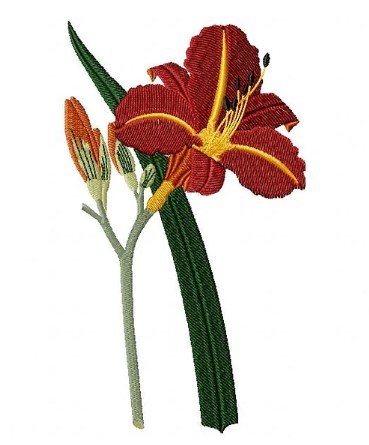 RMG419 Tawny Day Lily