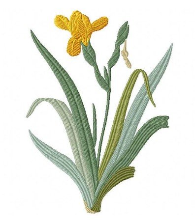 RMG431 Iris