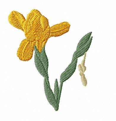 RMG431b Iris