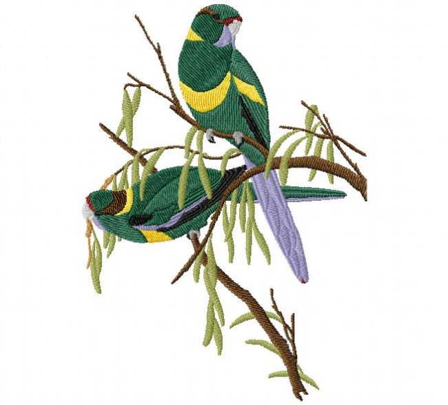 RMG432 Mallee Ringneck