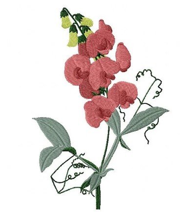 RMG441 Sweet Pea