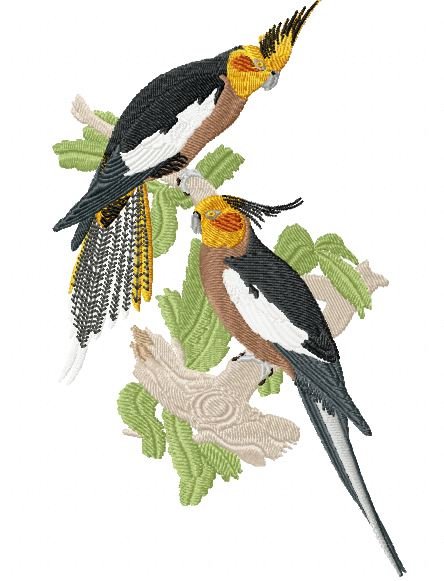 RMG444 Cockatiel