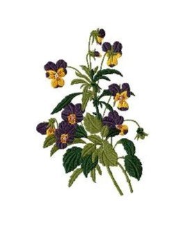 RMG447 Pansies