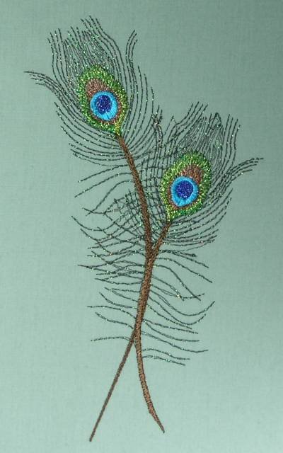 BFC0462 Peacock Feathers