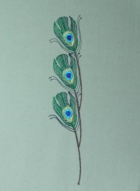 BFC0462 Peacock Feathers