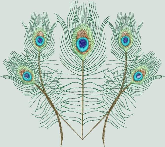 BFC0462 Peacock Feathers
