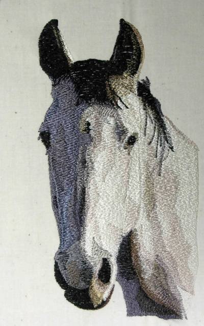 BFC0463 Portraits-Horses