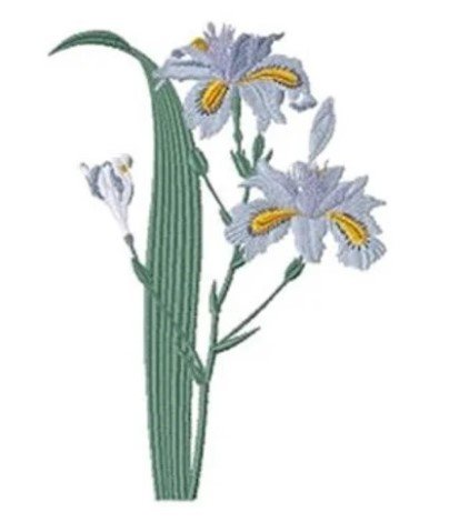 RMG474 iris fimbriata
