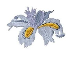 RMG474 iris fimbriata