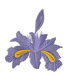 RMG474 iris fimbriata