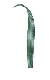 RMG474 iris fimbriata