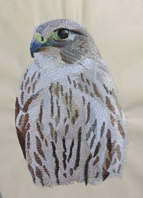 BFC0481 Falcons