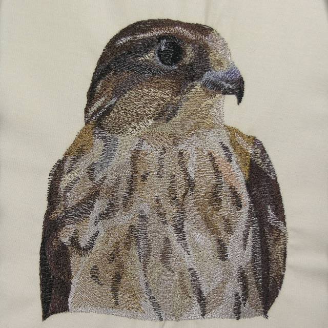 BFC0481 Falcons