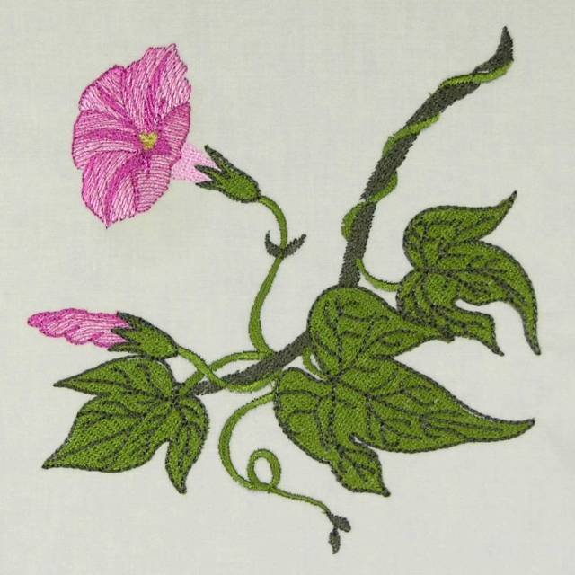 BFC0486 Morning Glory Medley