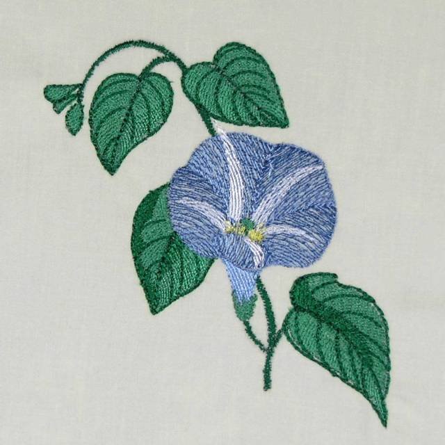 BFC0486 Morning Glory Medley