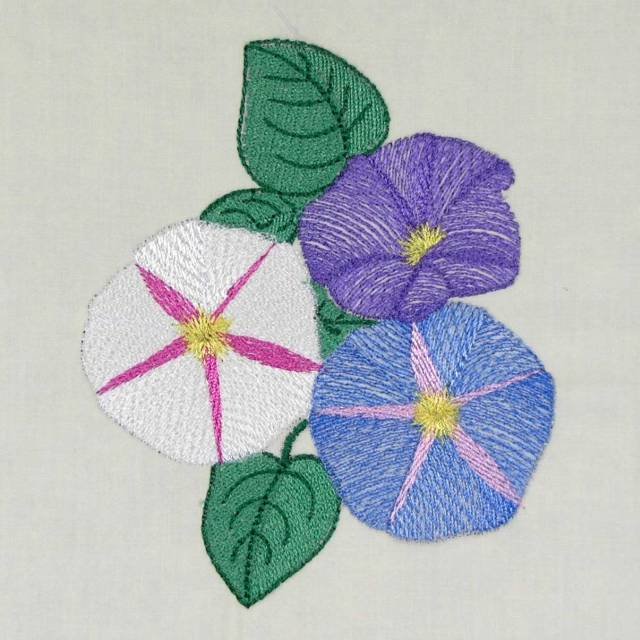 BFC0486 Morning Glory Medley