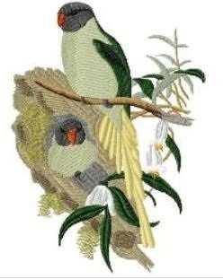 RMG503 Slaty-Headed Parakeet