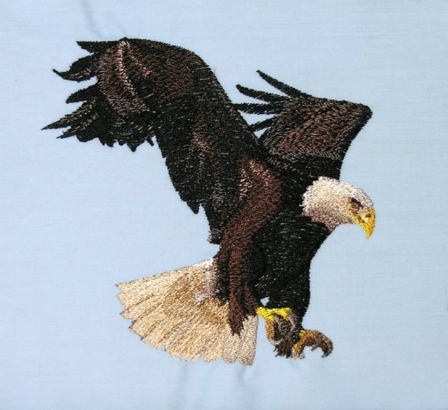 BFC0509 Eagles in Flight