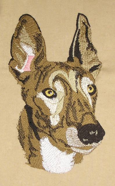 BFC0526 Greyhounds