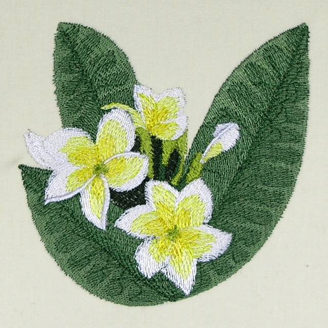 BFC0527 Plumeria