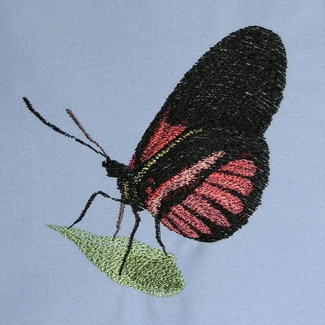 BFC0540 Butterflies