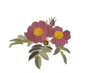 RMG557 Rose by​ Pierre-Joseph Redout