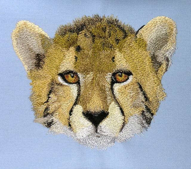 BFC0584 The Big Cats