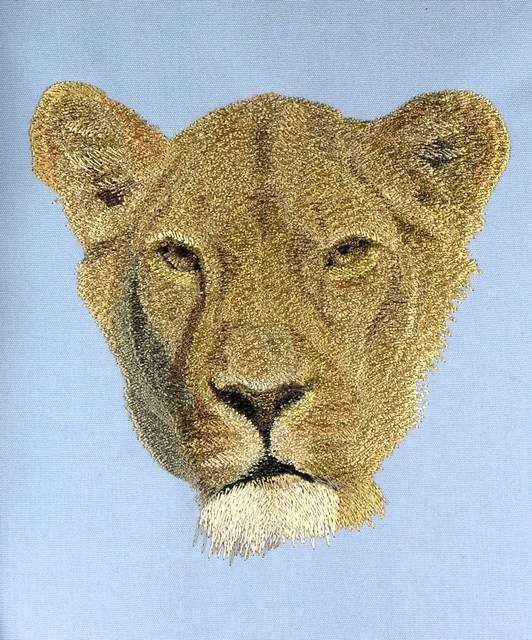 BFC0584 The Big Cats