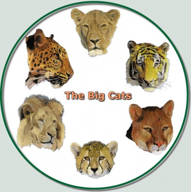 BFC0584 The Big Cats
