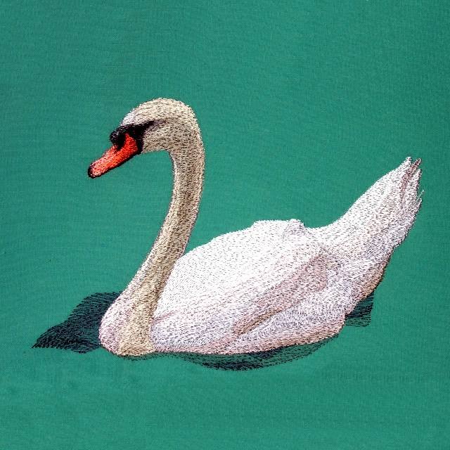 BFC0620 Swans