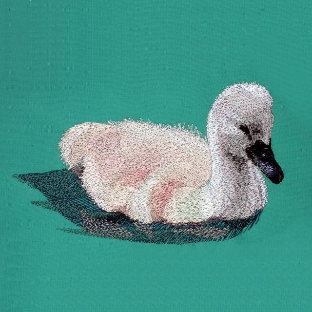 BFC0620 Swans