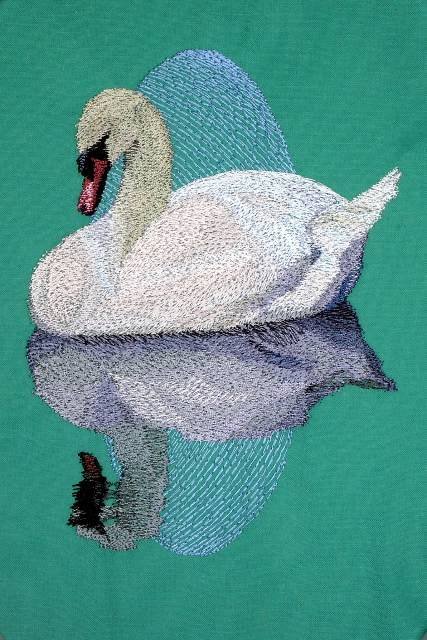 BFC0620 Swans