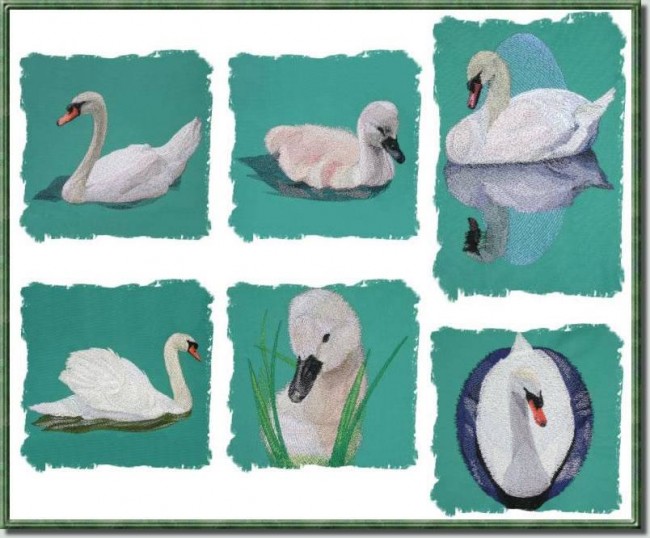 BFC0620 Swans