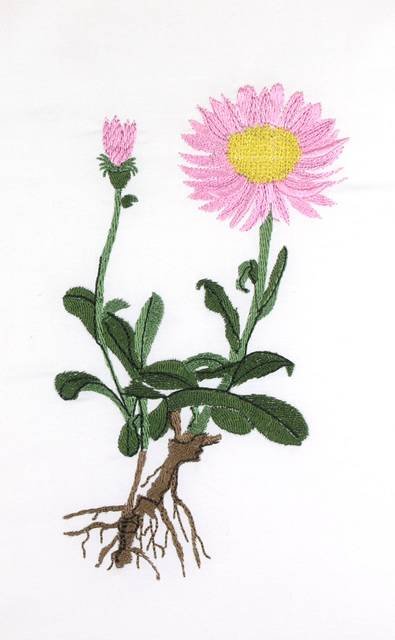 BFC0660 Botanical Prints