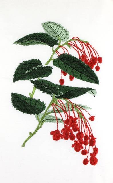 BFC0660 Botanical Prints
