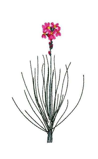 BFC0661 Botanical Prints II