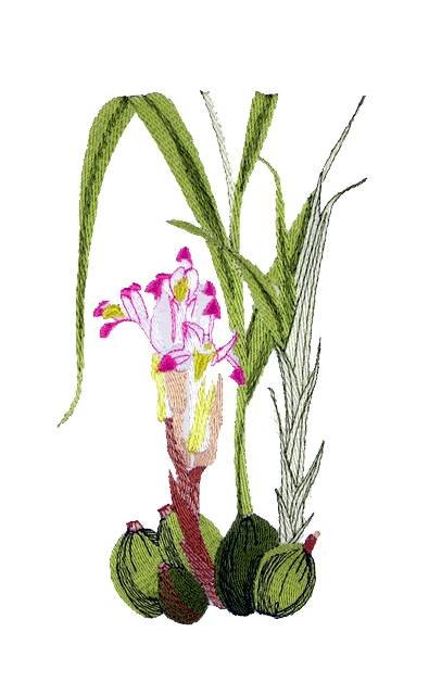 BFC0661 Botanical Prints II