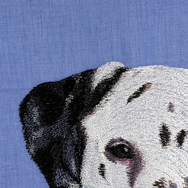 BFC0662 Window - A Dalmatian