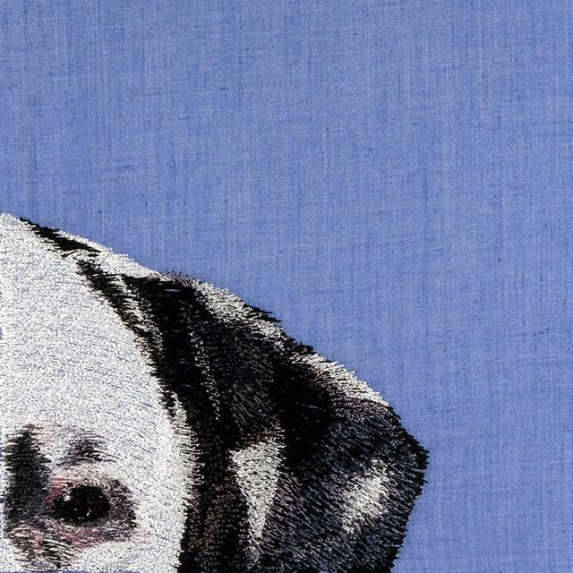 BFC0662 Window - A Dalmatian