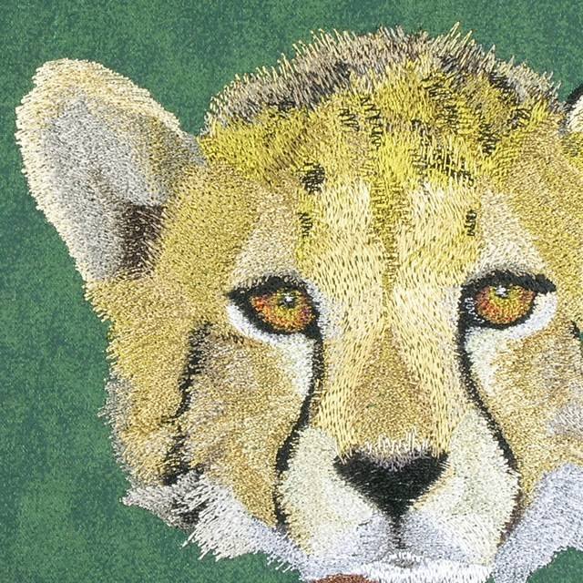 BFC0672 Window-Big Cat Medley