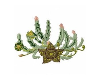RMG672 Stapelia