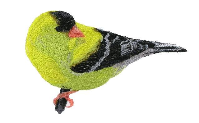 BFC0674 Lovebirds and Finches