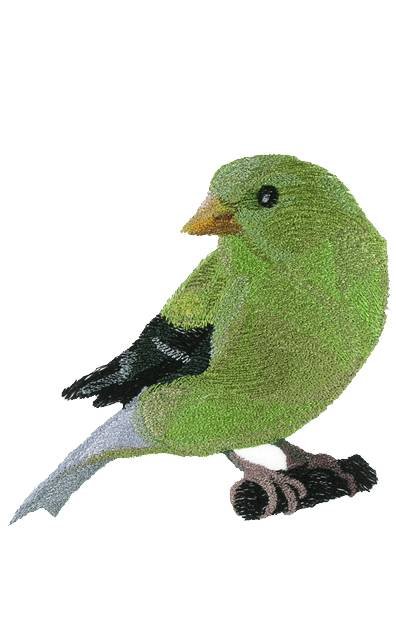 BFC0674 Lovebirds and Finches