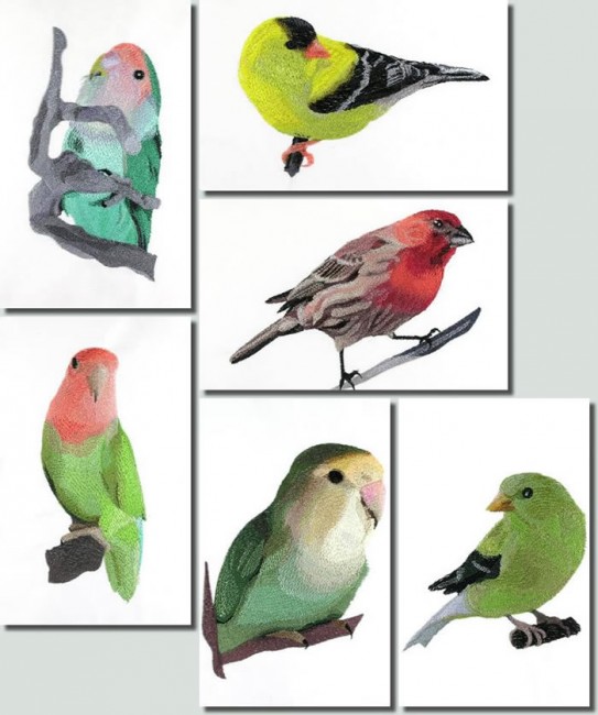BFC0674 Lovebirds and Finches