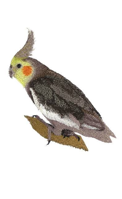 BFC0678 Parakeets and Cockatiels