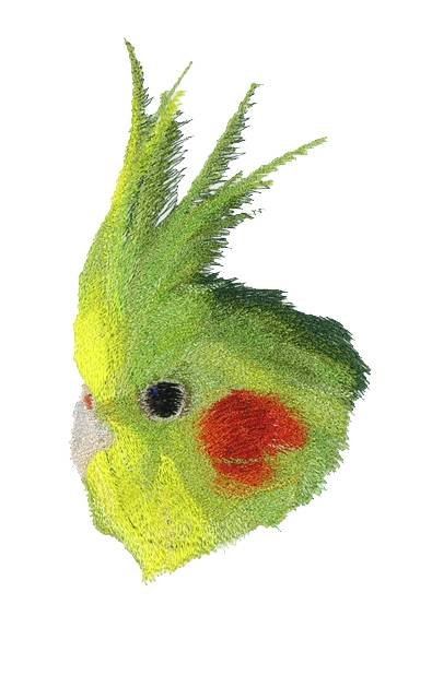 BFC0678 Parakeets and Cockatiels