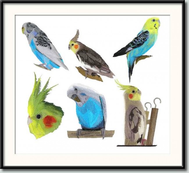 BFC0678 Parakeets and Cockatiels