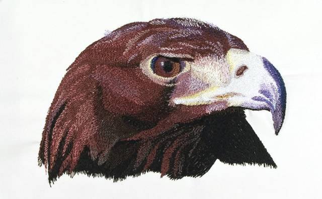 BFC0680 Portraits-Eagles