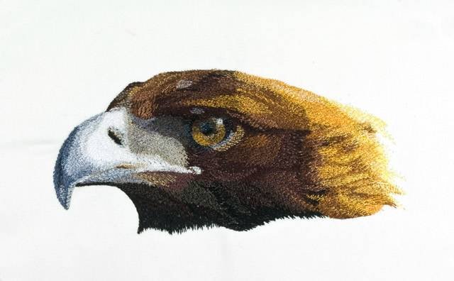 BFC0680 Portraits-Eagles